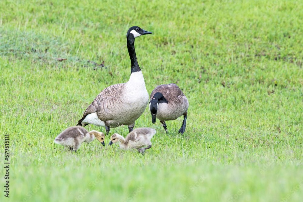 Canada Goose and Gander with 2 Goslings Feeding Canada Goose and Gander with 2 Goslings Feeding