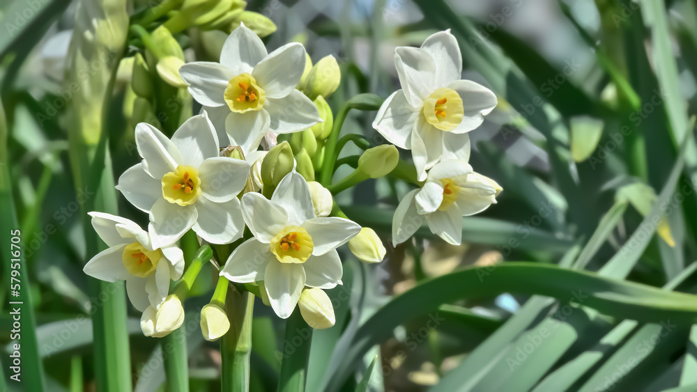 水仙の花(Narcissus) 水仙の花(Narcissus)
