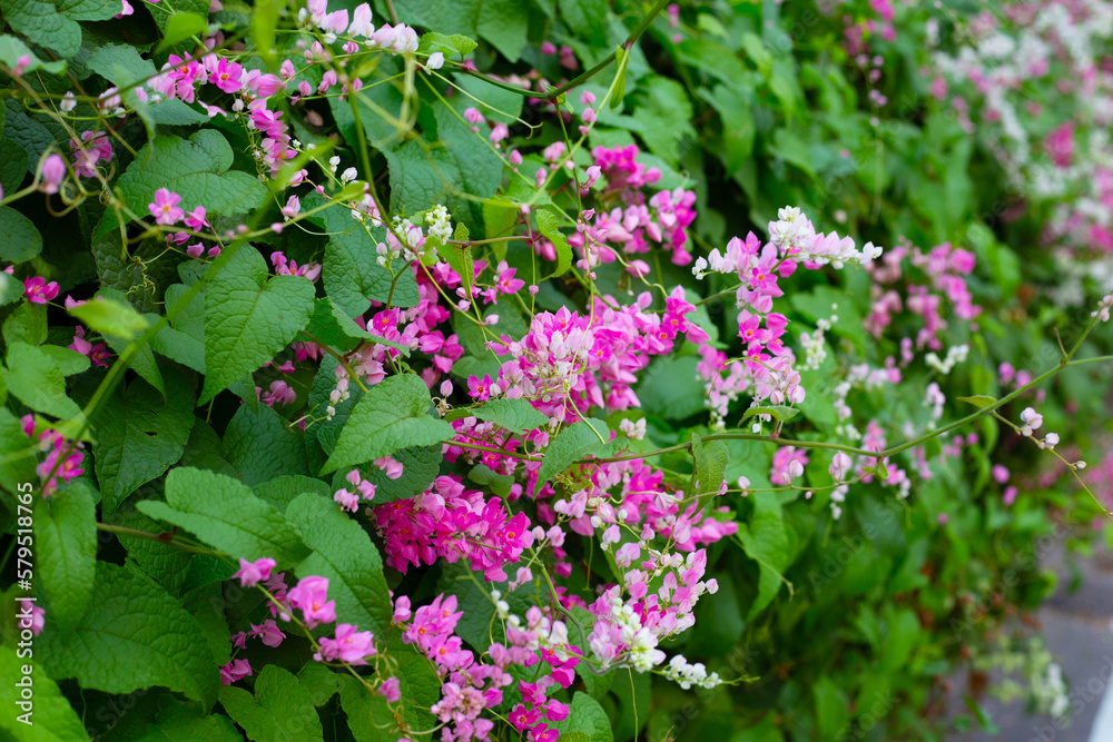 Mexican creeper, Chain of love, Coral vine. Pink flower