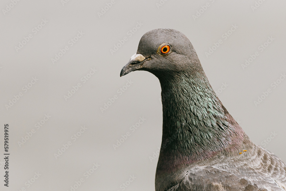 Pigeon des villes