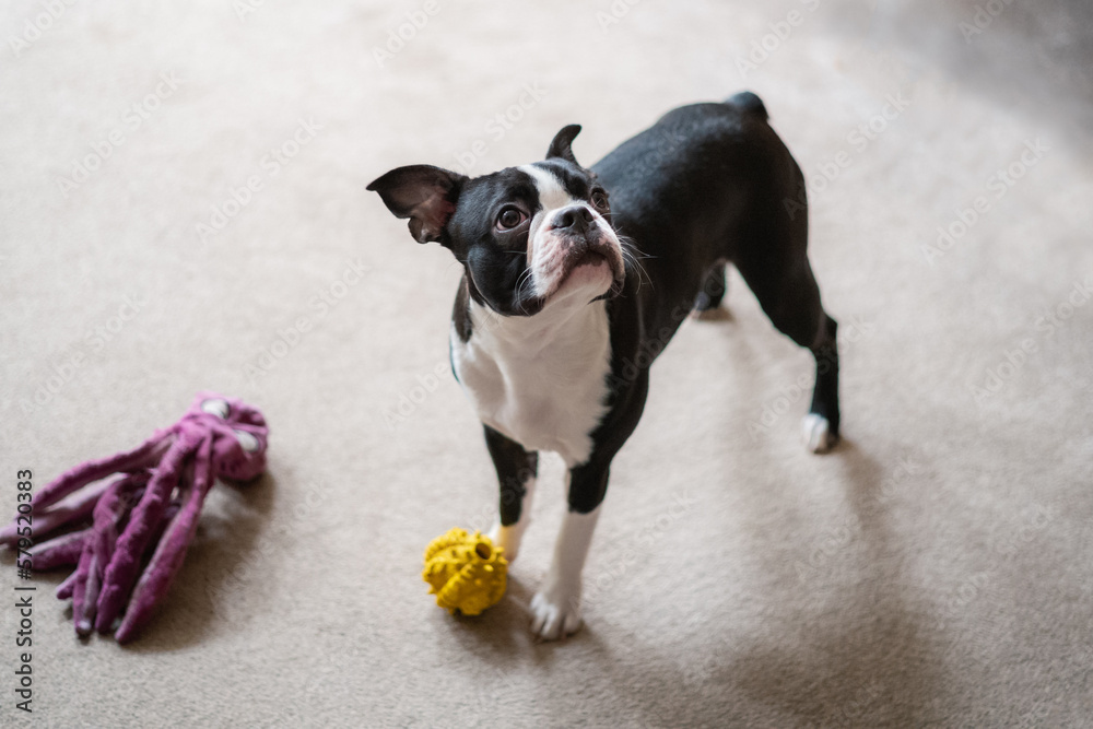 Cute Boston Terrier puppy looking up wanting to play. There are two toys at her feet. She is indoors on a carpet.
