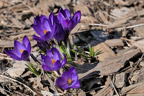 Beautiful blossoming violet Crocus spring flowers, latin genus Crocus Neapolitanus, in spring daylight sunshine. Growing from soil with mulch on top,  photo