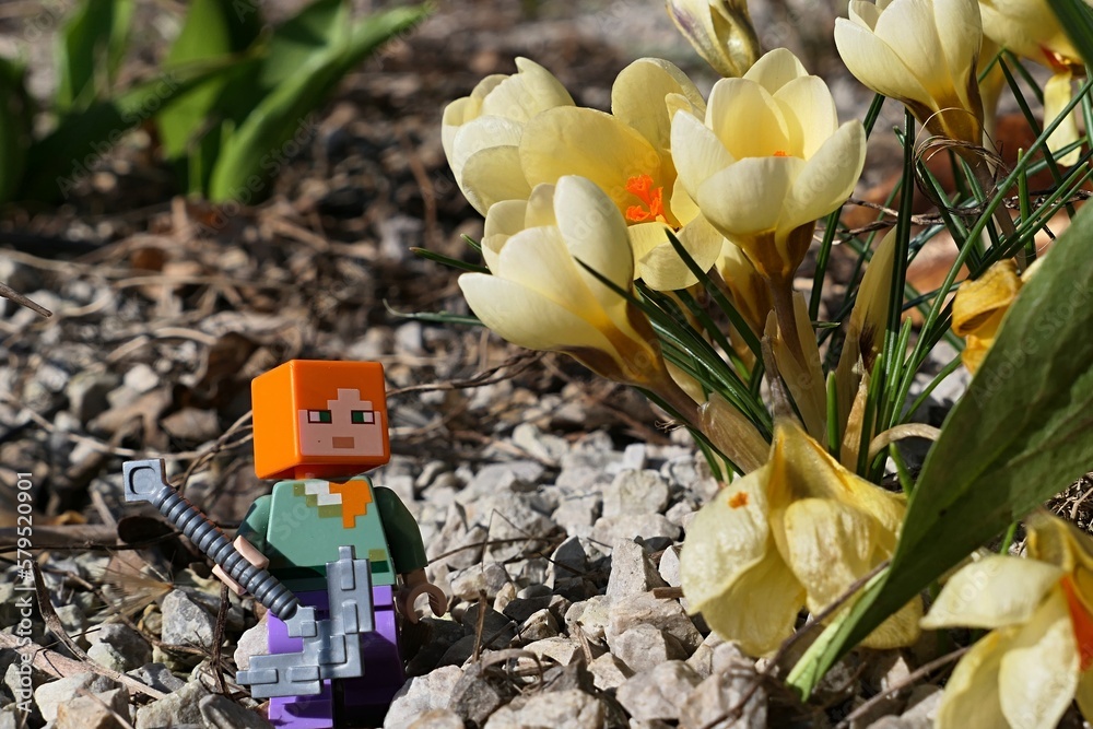 Naklejka premium LEGO Minecraft figure of Alex with iron pickaxe standing nex to Golden Crocus flowers, latin name Crocus Chrysanthus, in full blossom. Spring daylight sunshine.