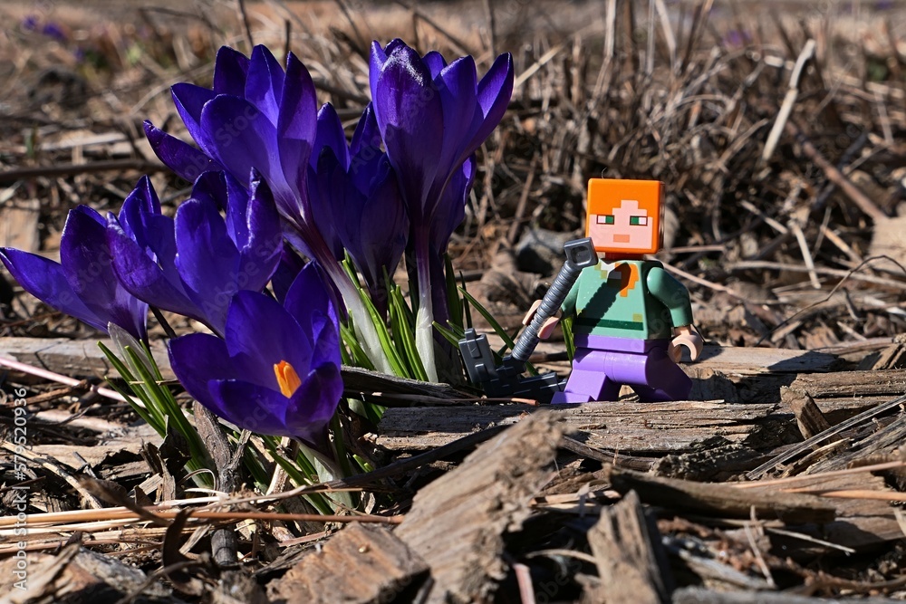 Naklejka premium LEGO Minecraft figure of Alex with iron pickaxe walking next to blue blossoming Crocus flowers, latin name Crocus Neapolitanus, growing from garden mulch. In spring daylight sunshine.