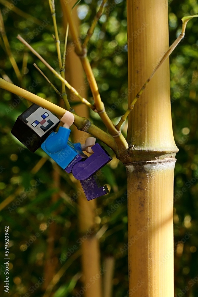 Naklejka premium LEGO Minecraft figure of Steve climbing on side limb of asian bamboo plant Phyllostachys Aureosulcata, also called Yellow Groove Bamboo., native to Zhejiang province in China.
