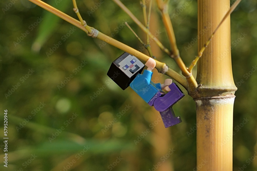 Fototapeta premium LEGO Minecraft small figure of Steve climbing on side limb of asian bamboo plant Phyllostachys Aureosulcata, also called Yellow Groove Bamboo., native to Zhejiang province in China.