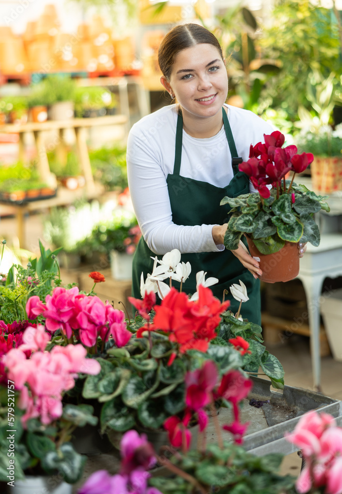 Female flower shop worker inspects Cyclamen flowers for injury in pots