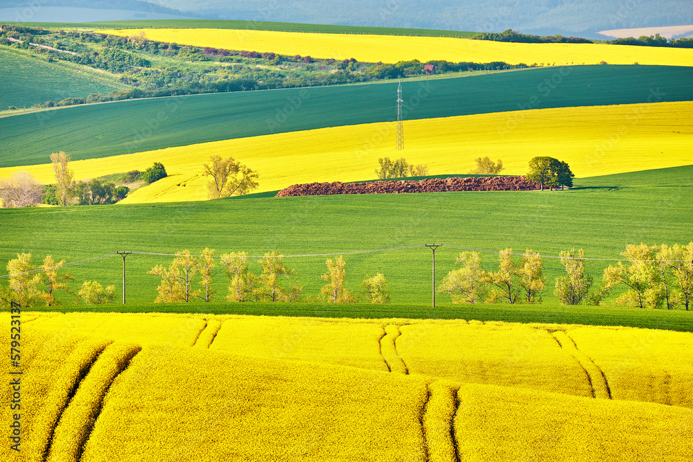 Amazing green and yellow rape spring fields Landscape. Agriculture Rural scene. Czech Moravia colza canola farmland bloom. Sunny waving hills.