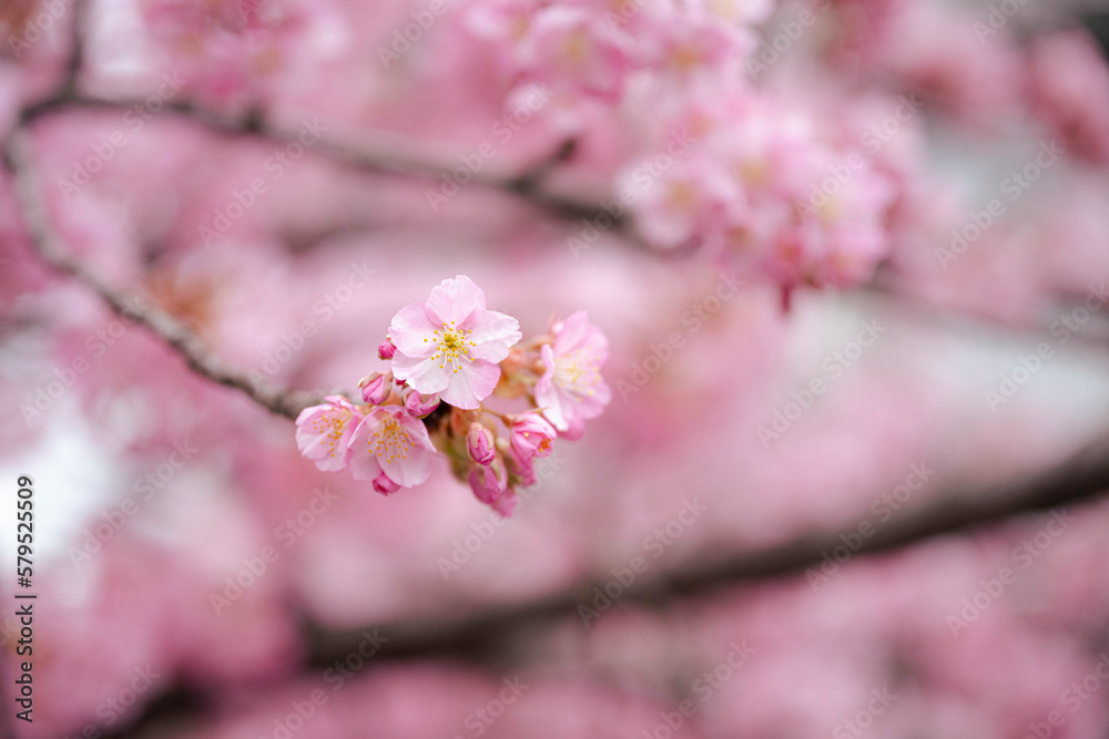 Fototapeta premium 川沿いの河津桜