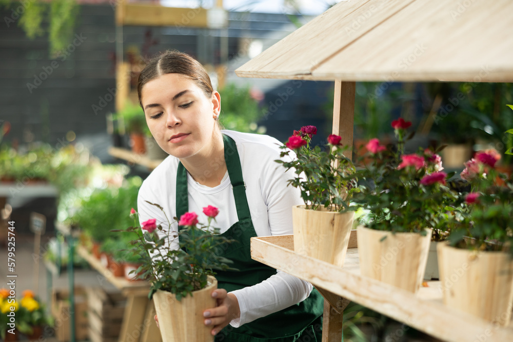 Female gardener tending to potted rose in container garden