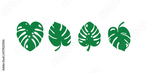 tropical leaf vector, green leaf, monstera leaf on white background