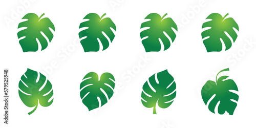 green leaf vector, Monstera tropical plant icon.