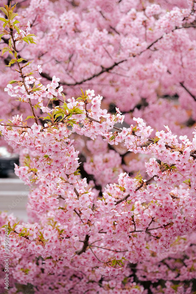 河津桜 河津桜