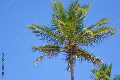 A view on palm tree top and leaves against the blue sky. Tropical background. Space for copy. 