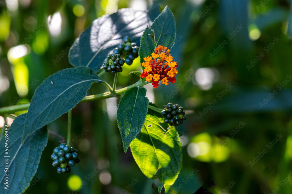 A flower of Lantana camara or common lantana in its natural environment in a rain forest. Nature. Plant. A flower of Lantana camara or common lantana in its natural environment in a rain forest. Nature. Plant.
