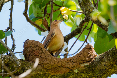 Rufous Hornero building her nest. Species Furnarius rufus also know João de Barro. The bird that builds its house from clay to breed. The national symbol of Argentina. Birdwatcher. photo