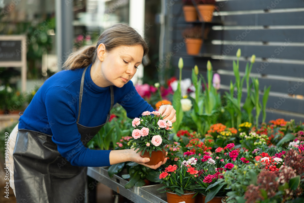 Woman florist in apron holding pot with garden carnation in flower shop