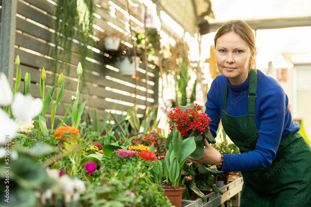 Woman flower seller holding kalanchoe blossomfeld in her hands in flower shop