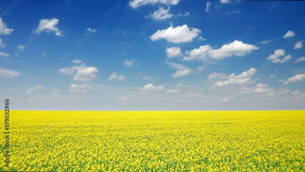 Beautiful nature of rural agricultural farmland with rapeseed crop ...