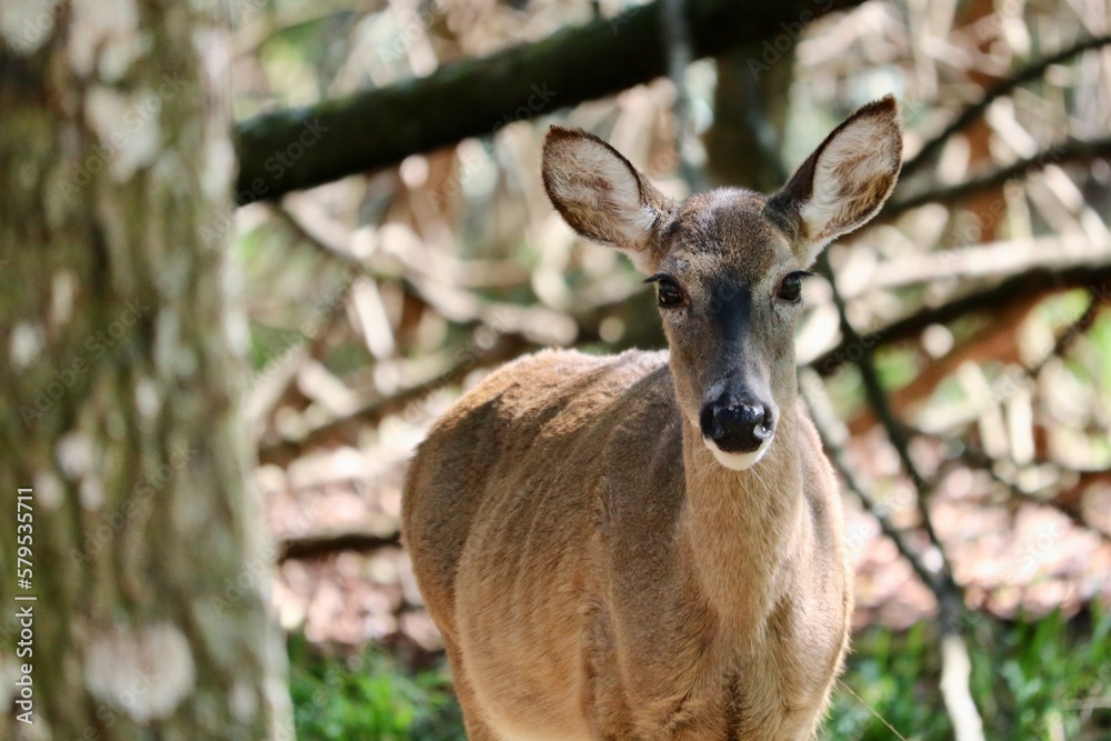 deer in the woods