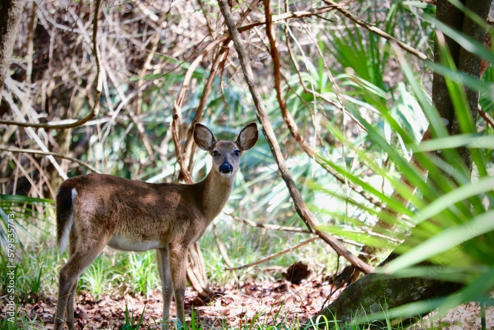 deer in the woods