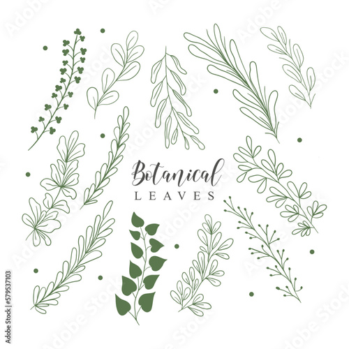 Botanical Leaves lineart