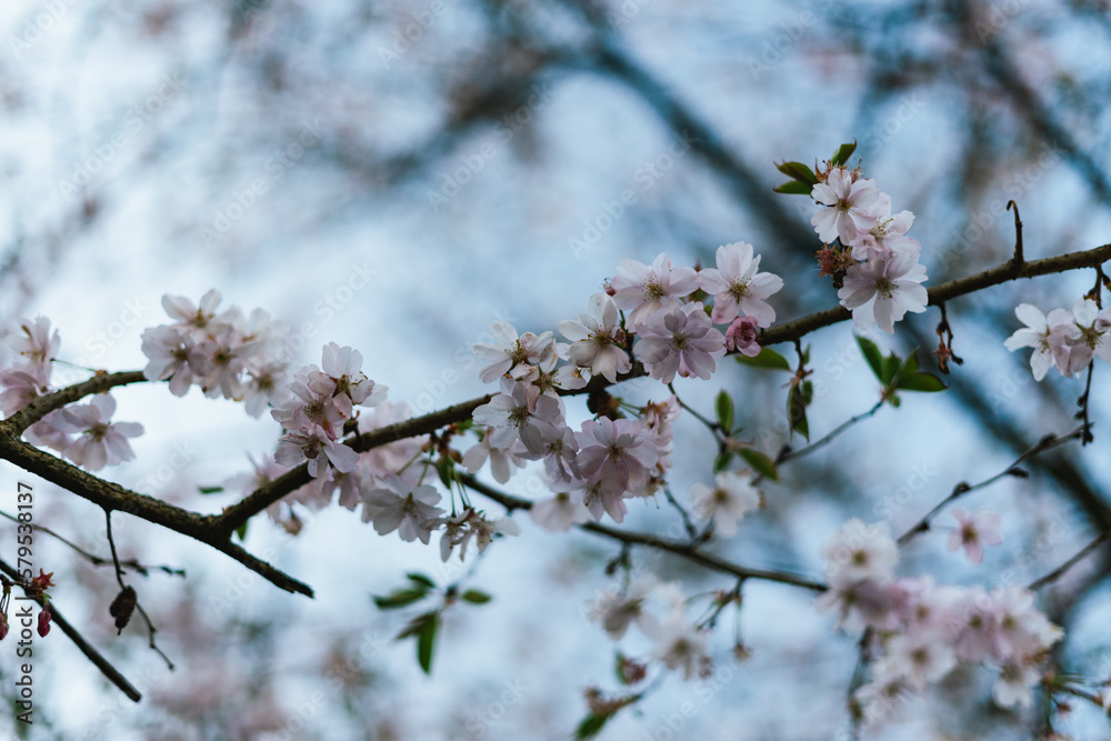 Cherry blossoms in spring Background Cherry blossoms in spring Background
