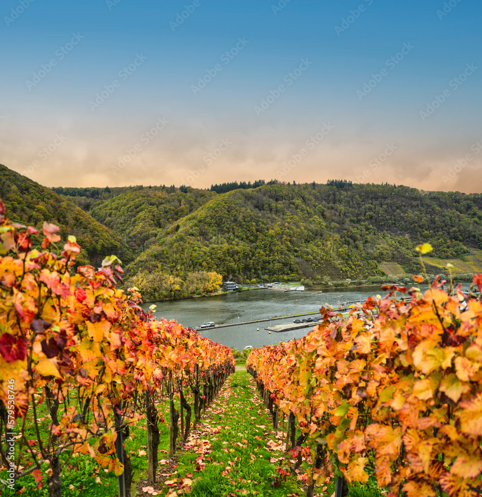 Colourful rows of vineyards in Bruttig-Fankel village on Moselle river, and mountain forest in Cochem-Zell, Germany