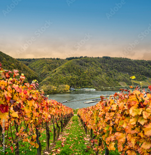 Obraz na płótnie Colourful rows of vineyards in Bruttig-Fankel village on Moselle river, and mountain forest in Cochem-Zell, Germany w salonie