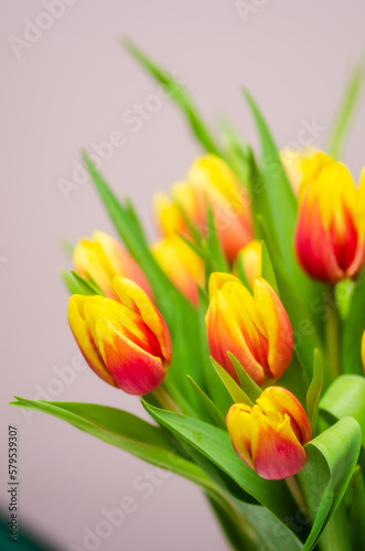 bouquet of red-yellow tulips on a light background