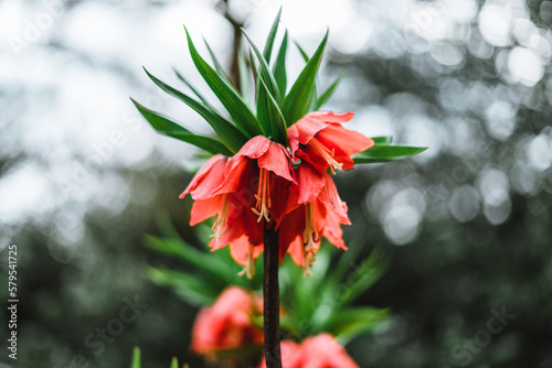 Fritillaria imperialis, the crown imperial, imperial fritillary or Kaiser's crown photo