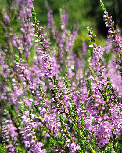 flowers of a Hathersage 