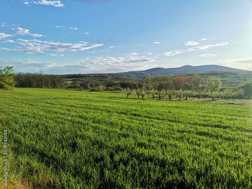 green field and sky