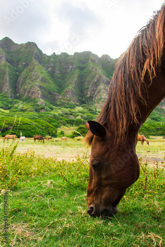 Kualoa Ranch horses on the Hawaiian island of Oahu. photo