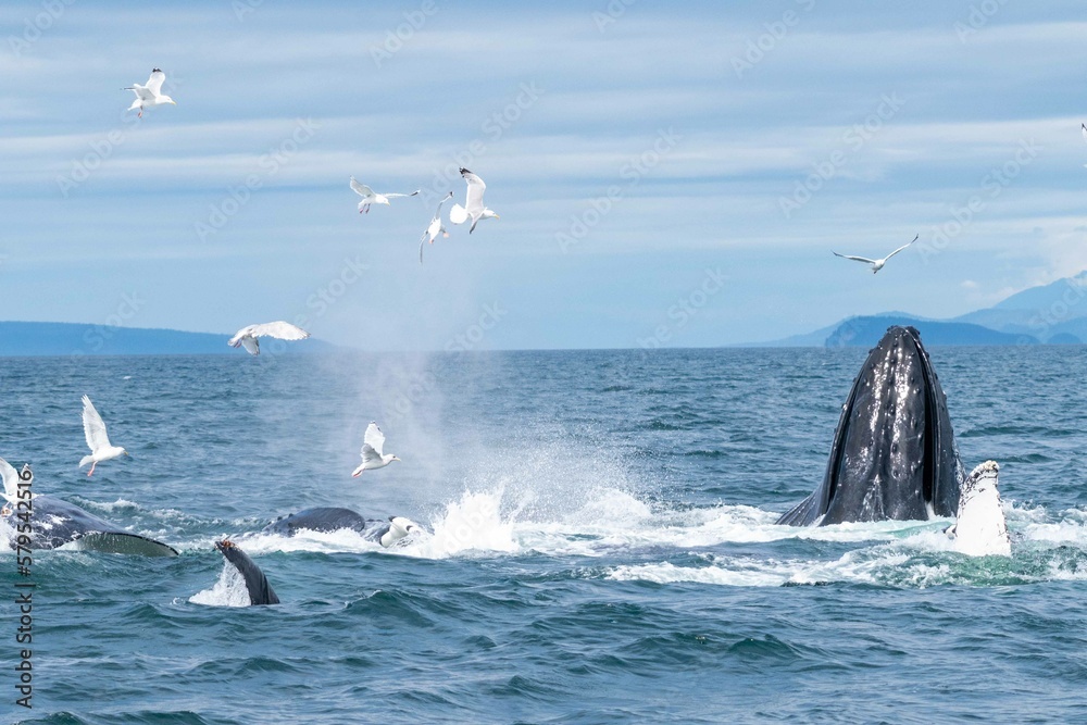Fototapeta premium action shot of birds and humpback whales feeding on fish in alaska