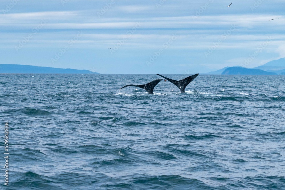 Fototapeta premium two whale tails diving back down into the water after eating fish in alaska