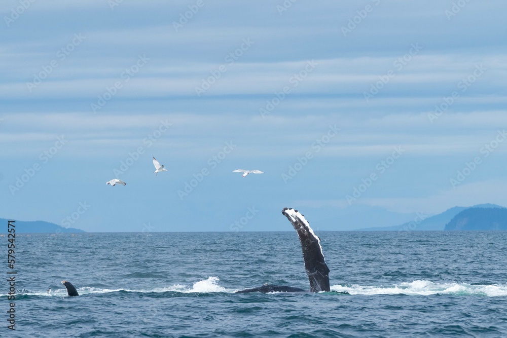Fototapeta premium amazing photo of humpback whale flipper coming out of the water
