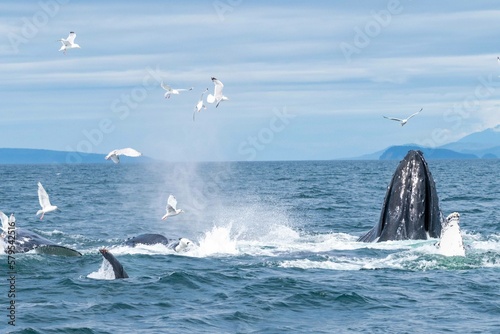 action shot of birds and humpback whales feeding on fish in alaska