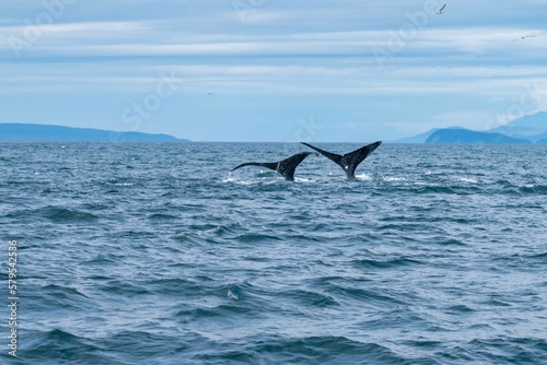 two whale tails diving back down into the water after eating fish in alaska