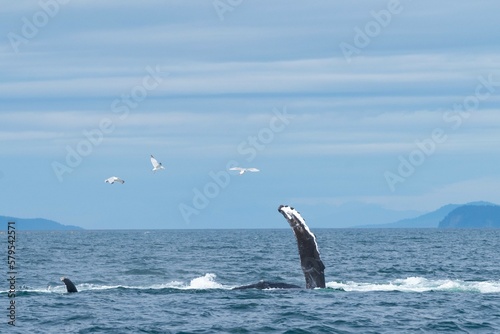 amazing photo of humpback whale flipper coming out of the water