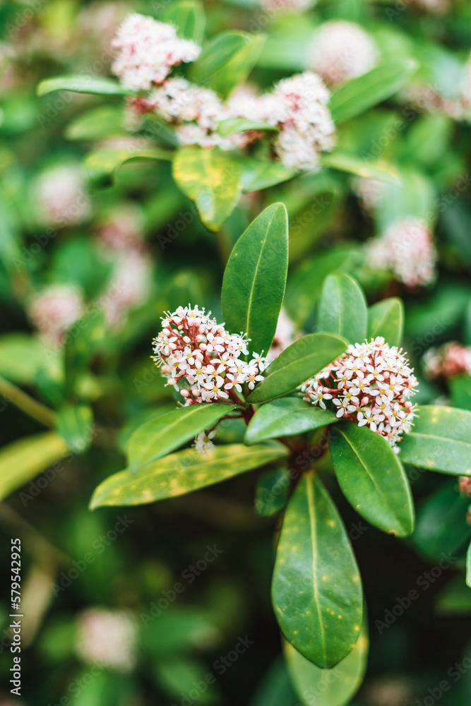 Skimmia japonica, the Japanese skimmia is a species of flowering plant in the family Rutaceae Skimmia japonica, the Japanese skimmia is a species of flowering plant in the family Rutaceae