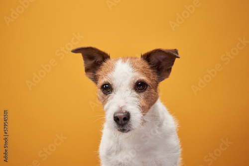 Cute little dog on a yellow background. Jack Russell Terrier posing, happy pet