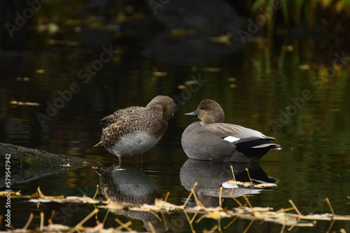 Gadwall ducks male and female pair