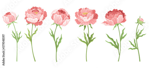 Set of peonies. Collection of beautiful and elegant pink flowers, spring time. Red Poppy as Herbaceous Flowering Plant on stem. Cartoon flat vector illustrations isolated on white background