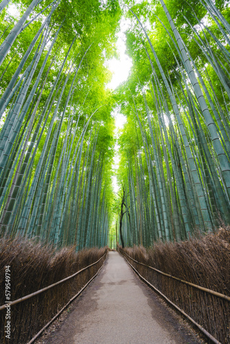 view of a beautiful bamboo forest background in the morning for tranquil mood