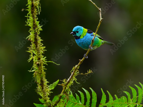 Green-headed Tanager portrait on mossy stick against dark green background