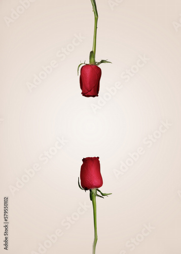 Roses rouges