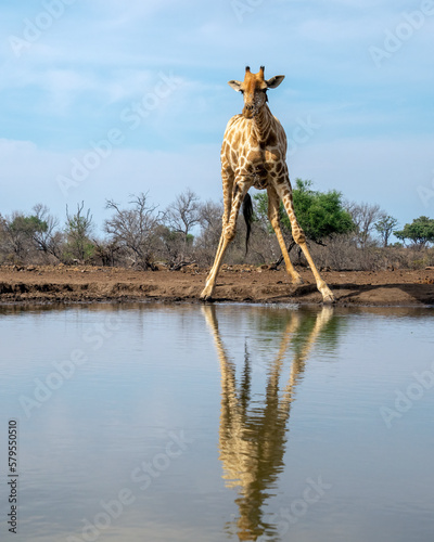 Lone Giraffe Dribbling Water Spray at a Waterhole in Botswana  Africa