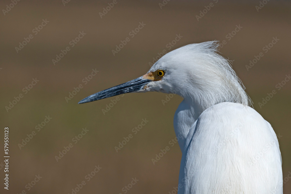 Snowy Egret closeup, with blurred brown-green background, copy space. Snowy Egret closeup, with blurred brown-green background, copy space.