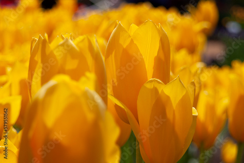 spring flowers in nature